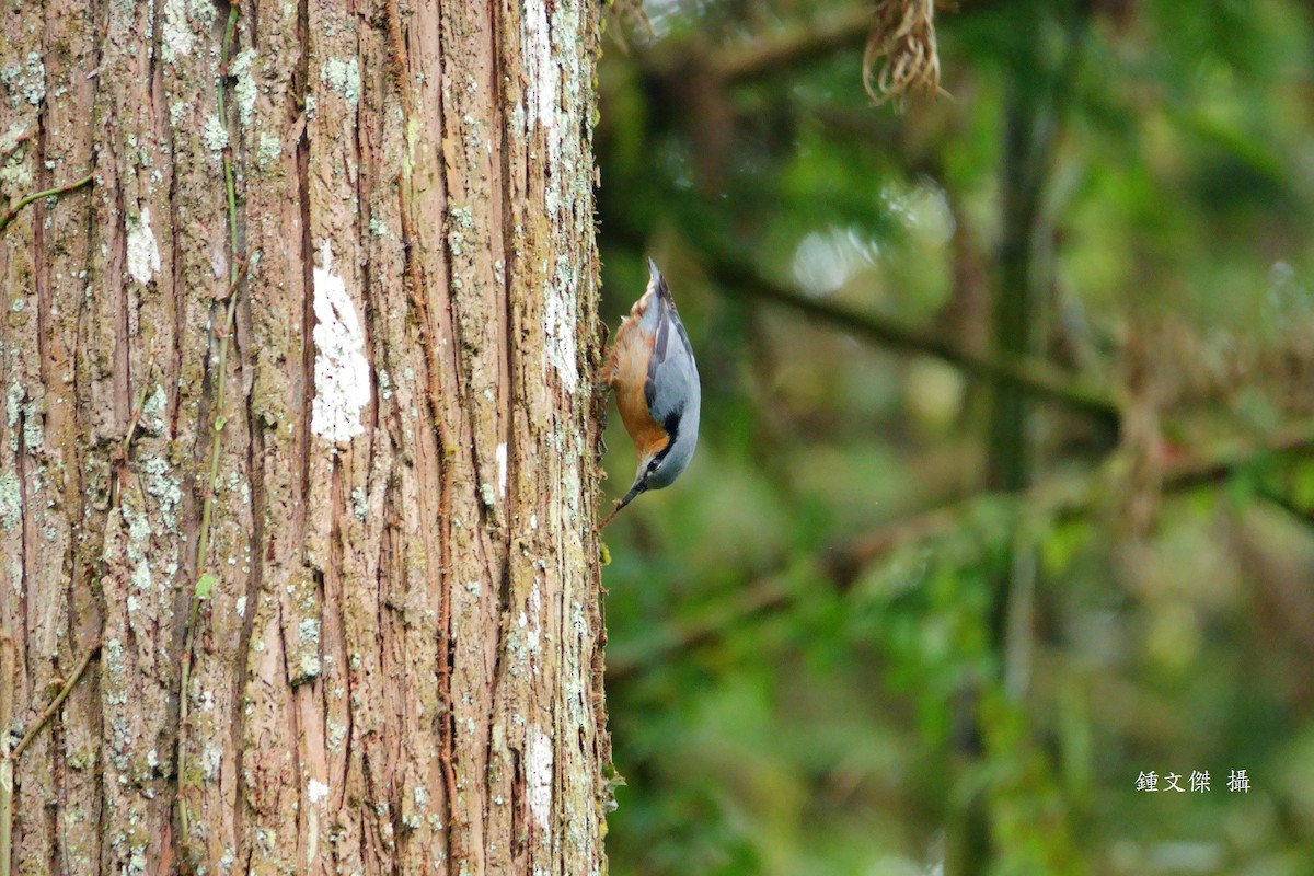 Sittelle torchepot - ML645629481