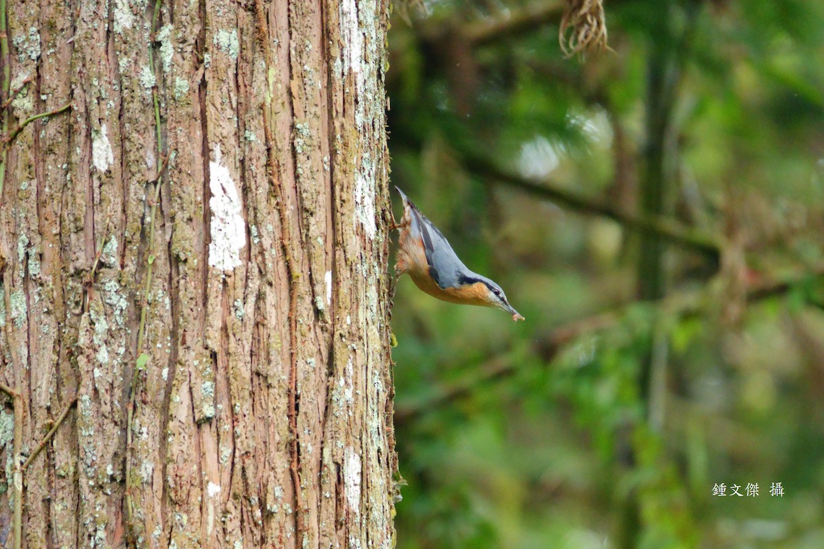 Sittelle torchepot - ML645629482