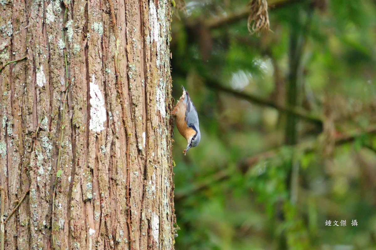 Sittelle torchepot - ML645629483