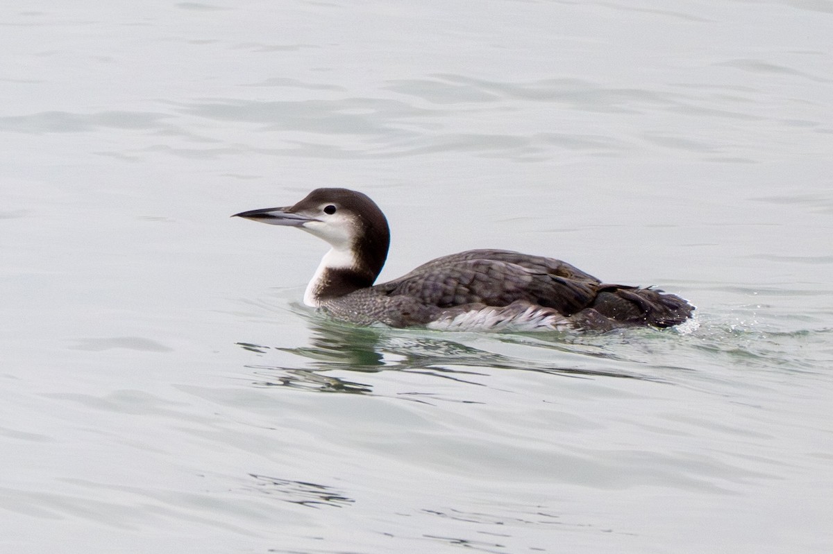 Plongeon huard - ML645629484