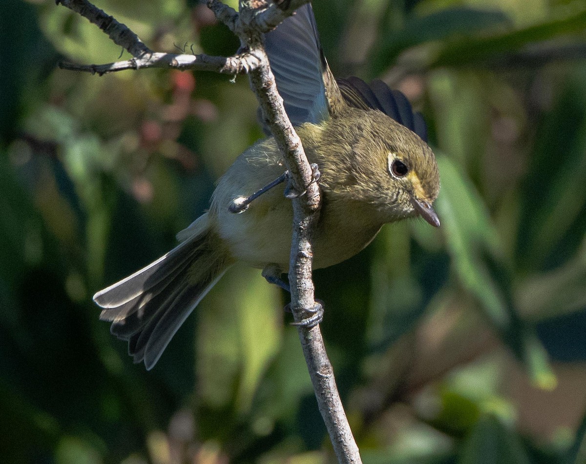 Viréo de Hutton - ML645629485