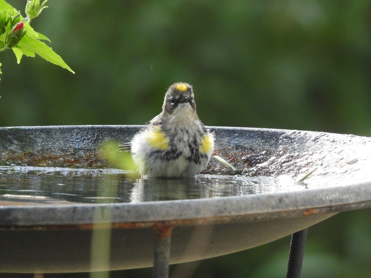 Paruline à croupion jaune - ML645629486