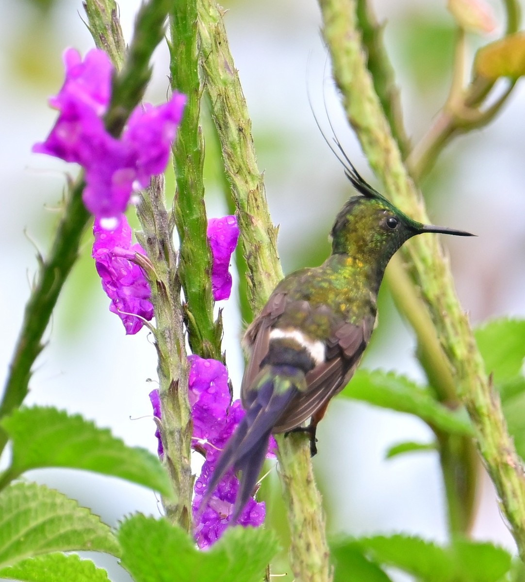 Coquette de Popelaire - ML645629487