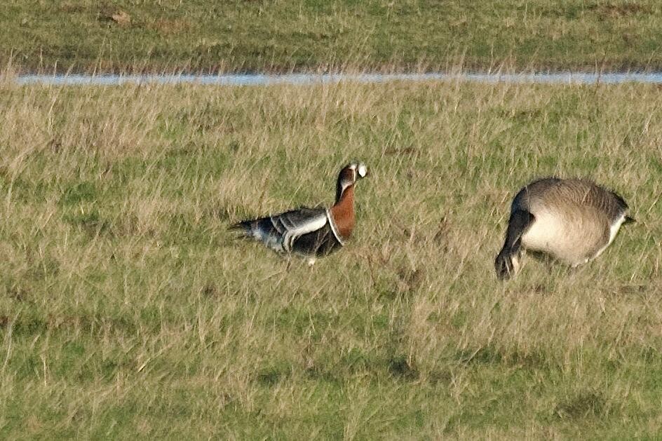 Bernache à cou roux - ML645629488