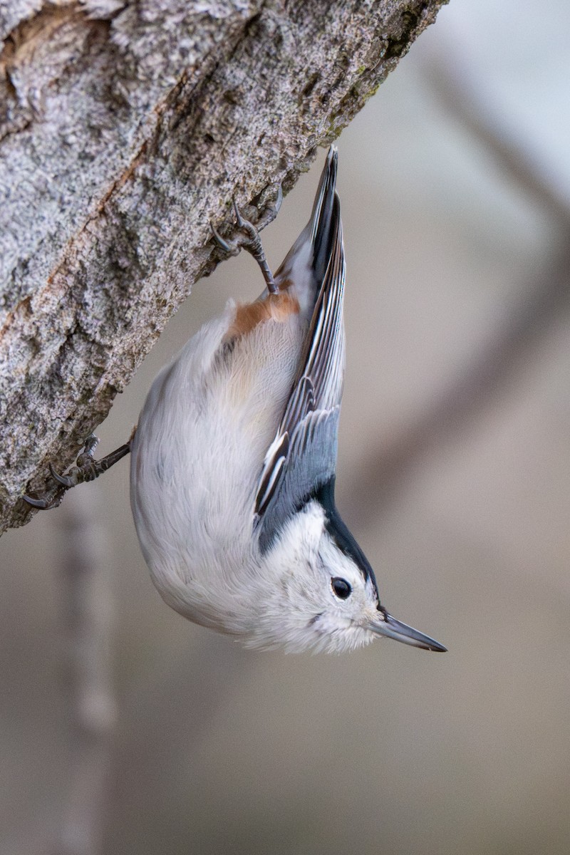 Sittelle à poitrine blanche - ML645629490