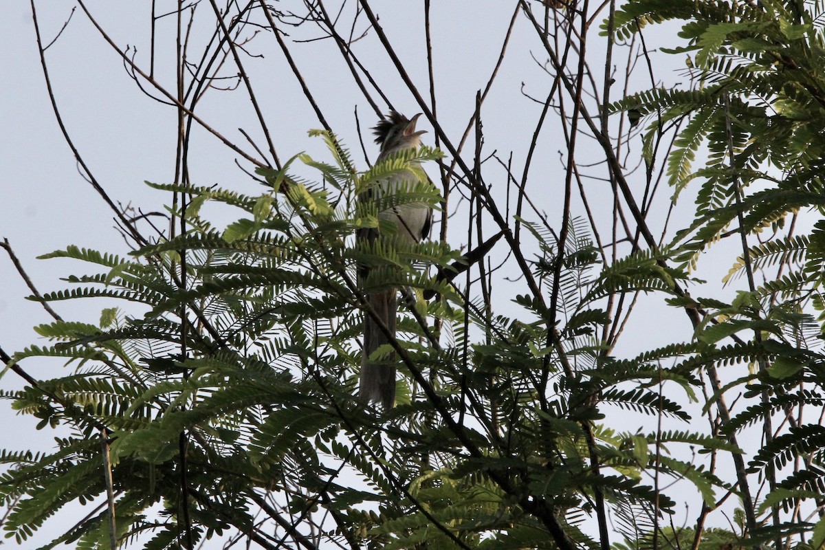 Géocoucou tacheté - ML645629493