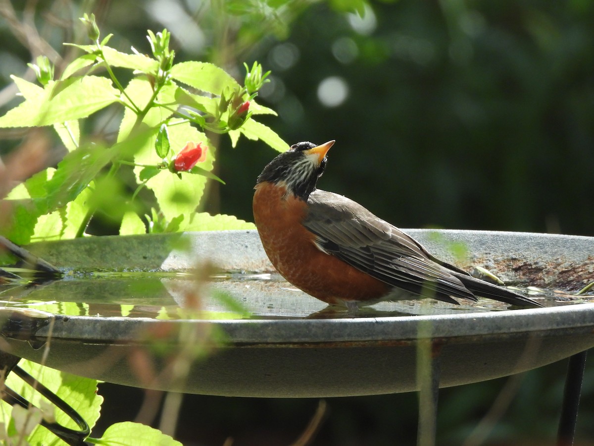 Merle d'Amérique - ML645629494