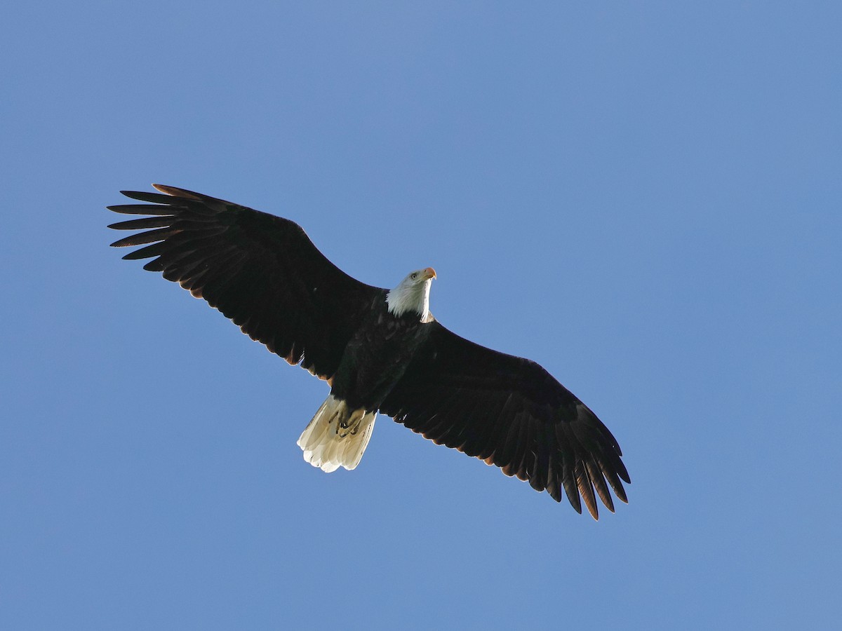 Pygargue à tête blanche - ML645629495