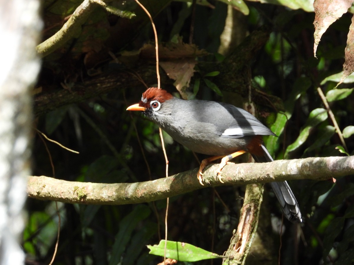 Garrulaxe mitré - ML645629496