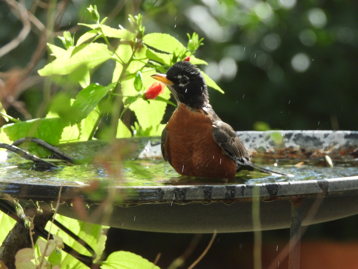 Merle d'Amérique - ML645629498