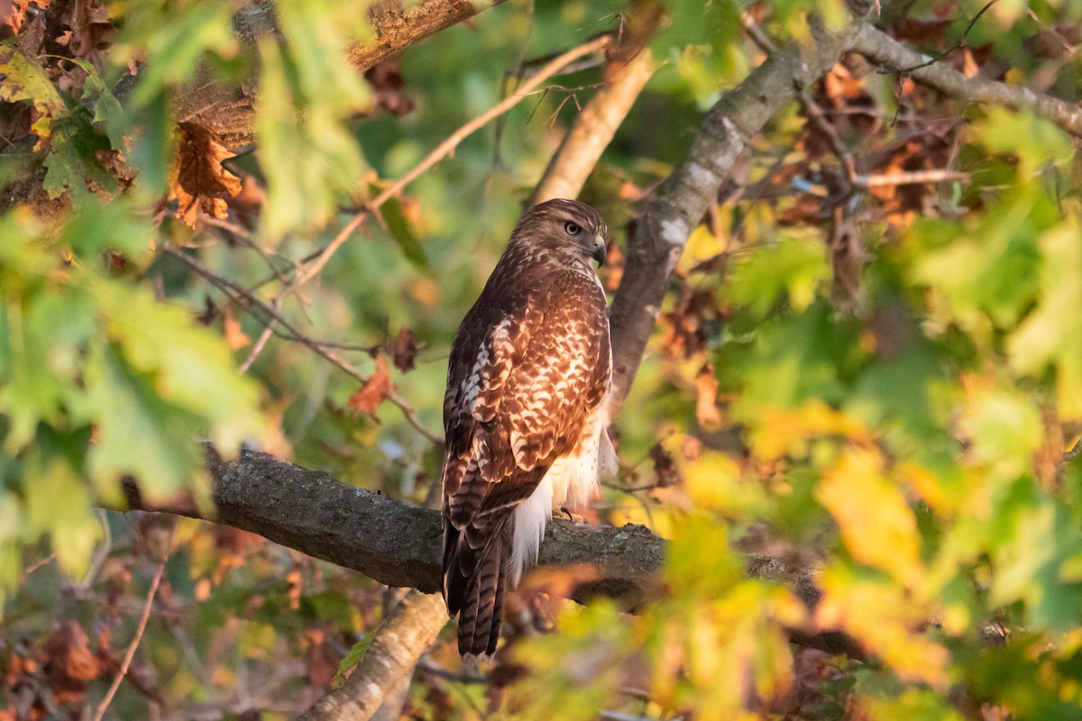 Buse à queue rousse - ML645629499