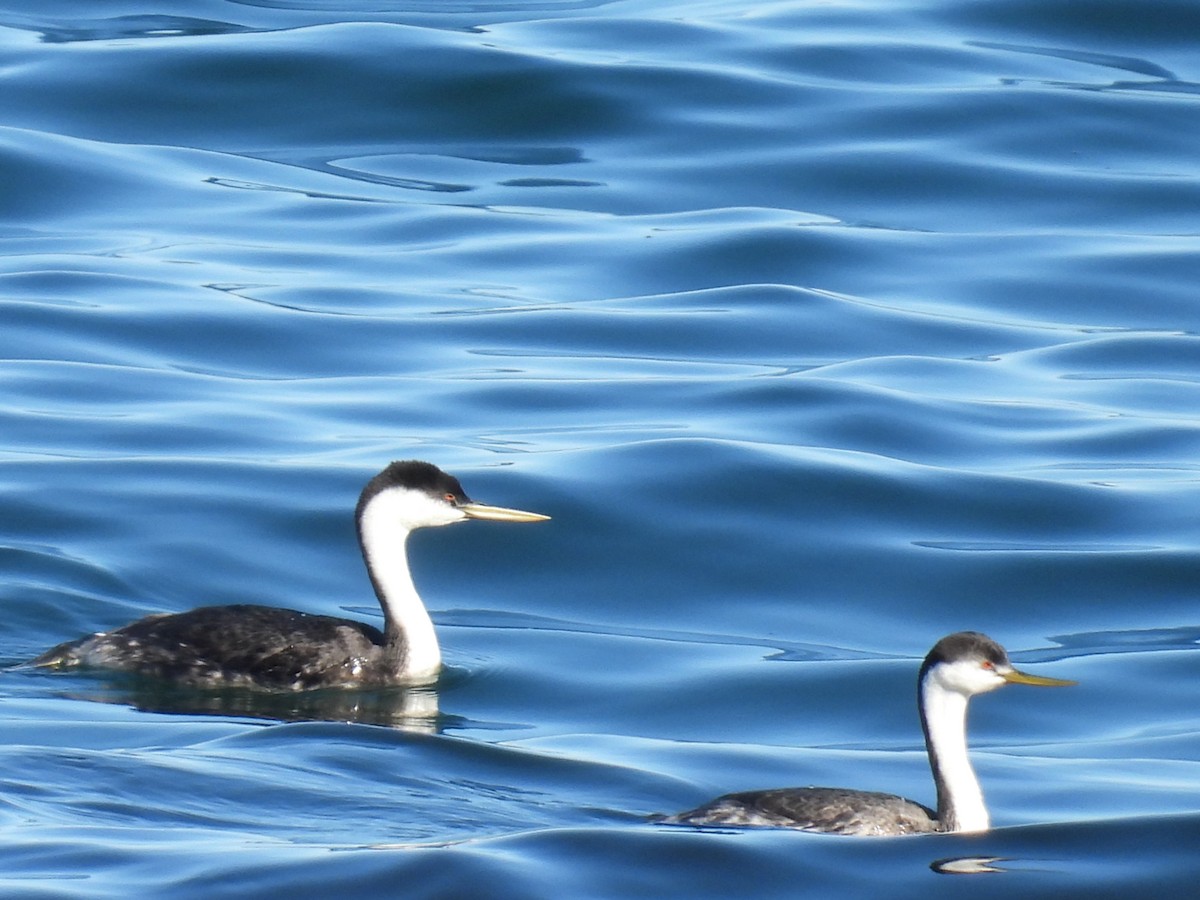 Grèbe à face blanche - ML645629500