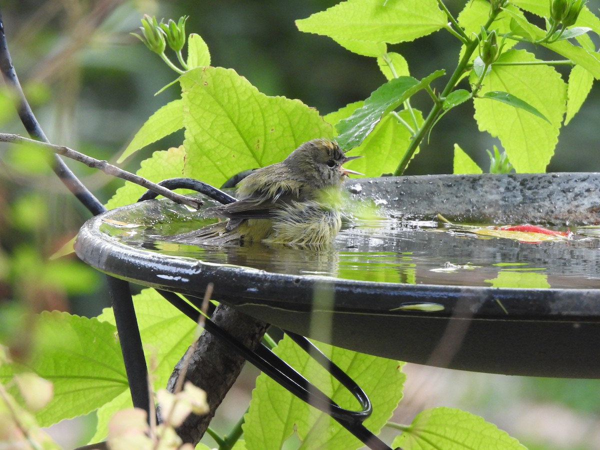 Paruline verdâtre - ML645629506