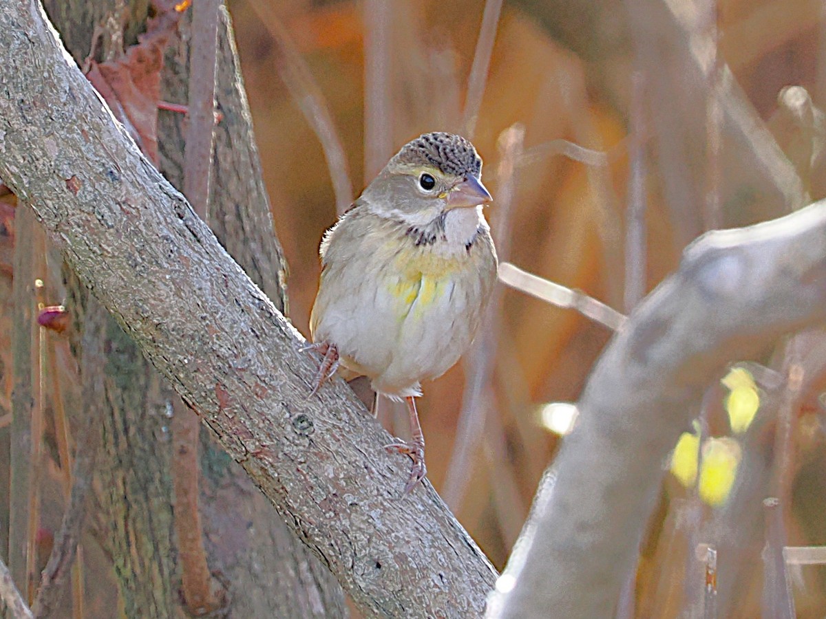 Dickcissel - ML645629507