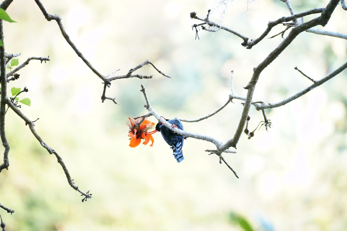 Green Woodhoopoe - ML645629509