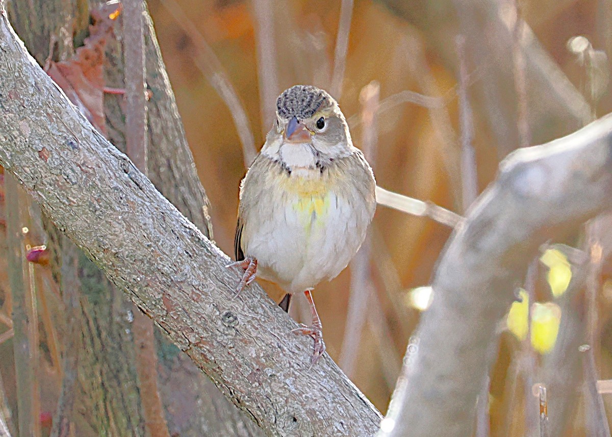 Dickcissel - ML645629517