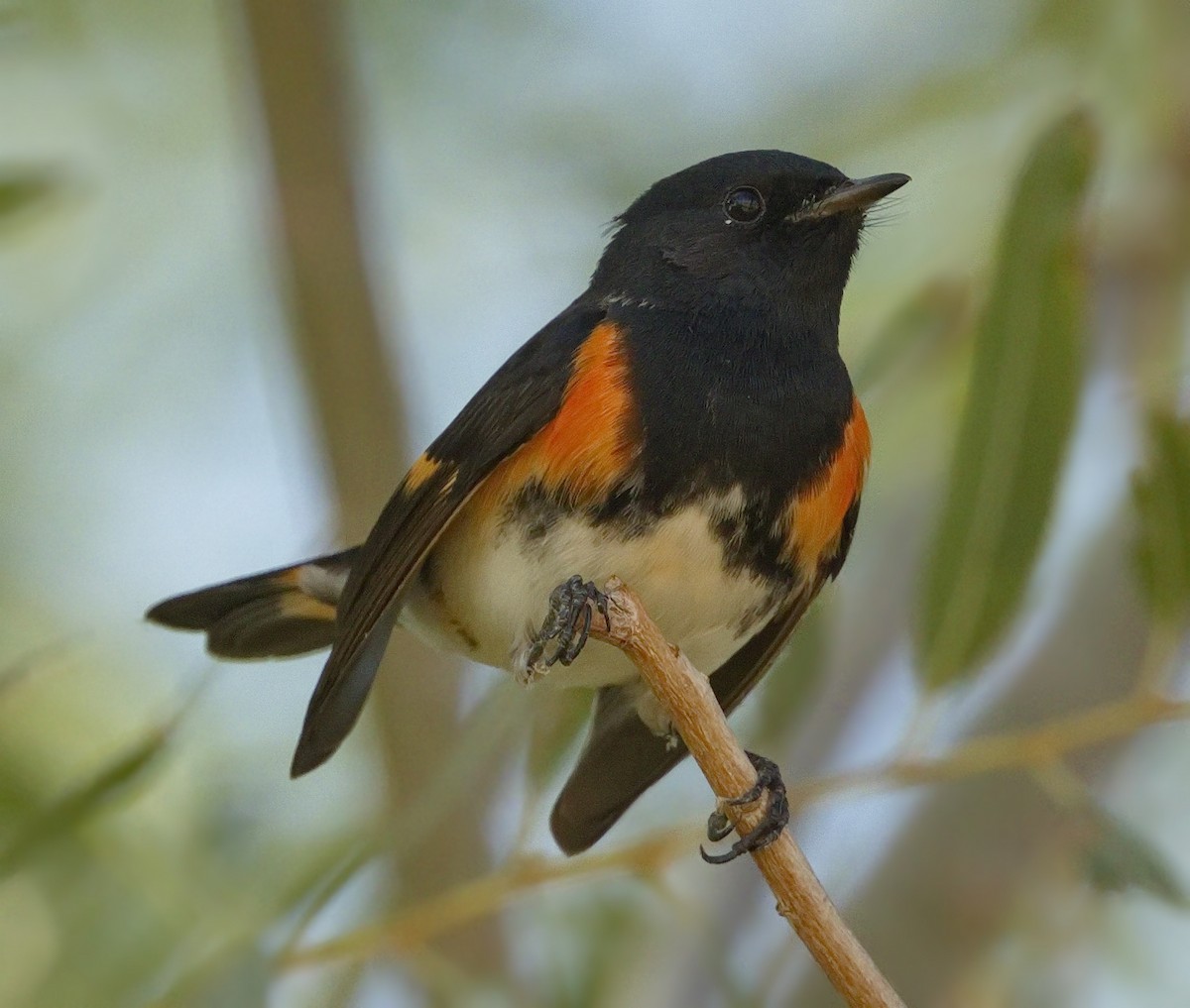 American Redstart - ML645629520