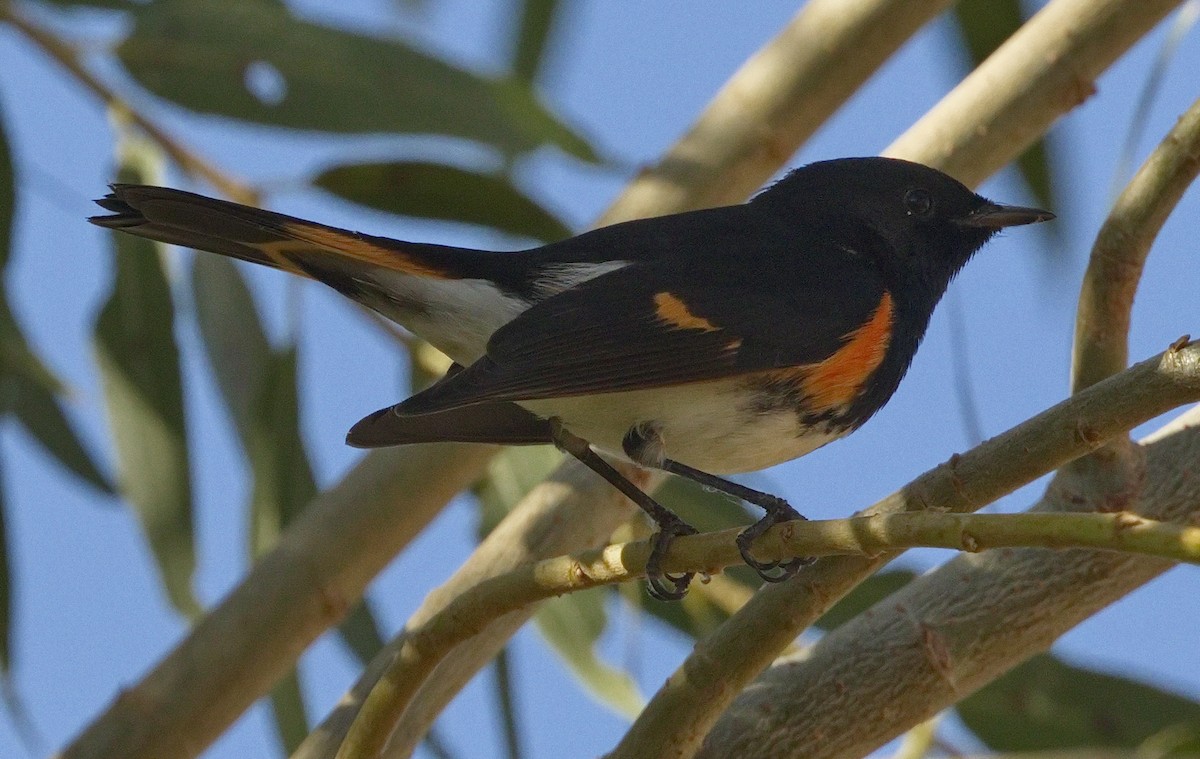 American Redstart - ML645629527