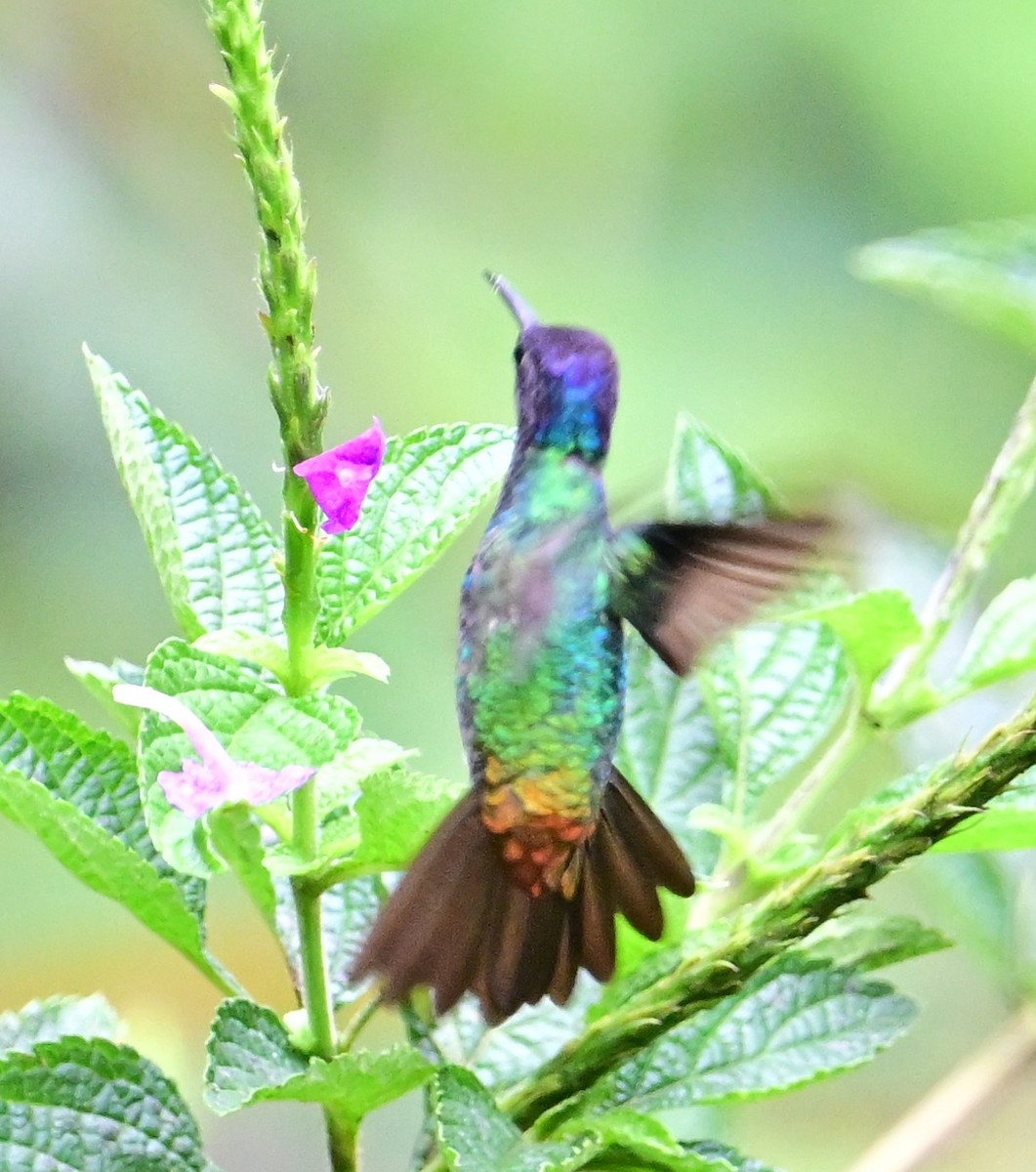 Golden-tailed Sapphire - ML645629531