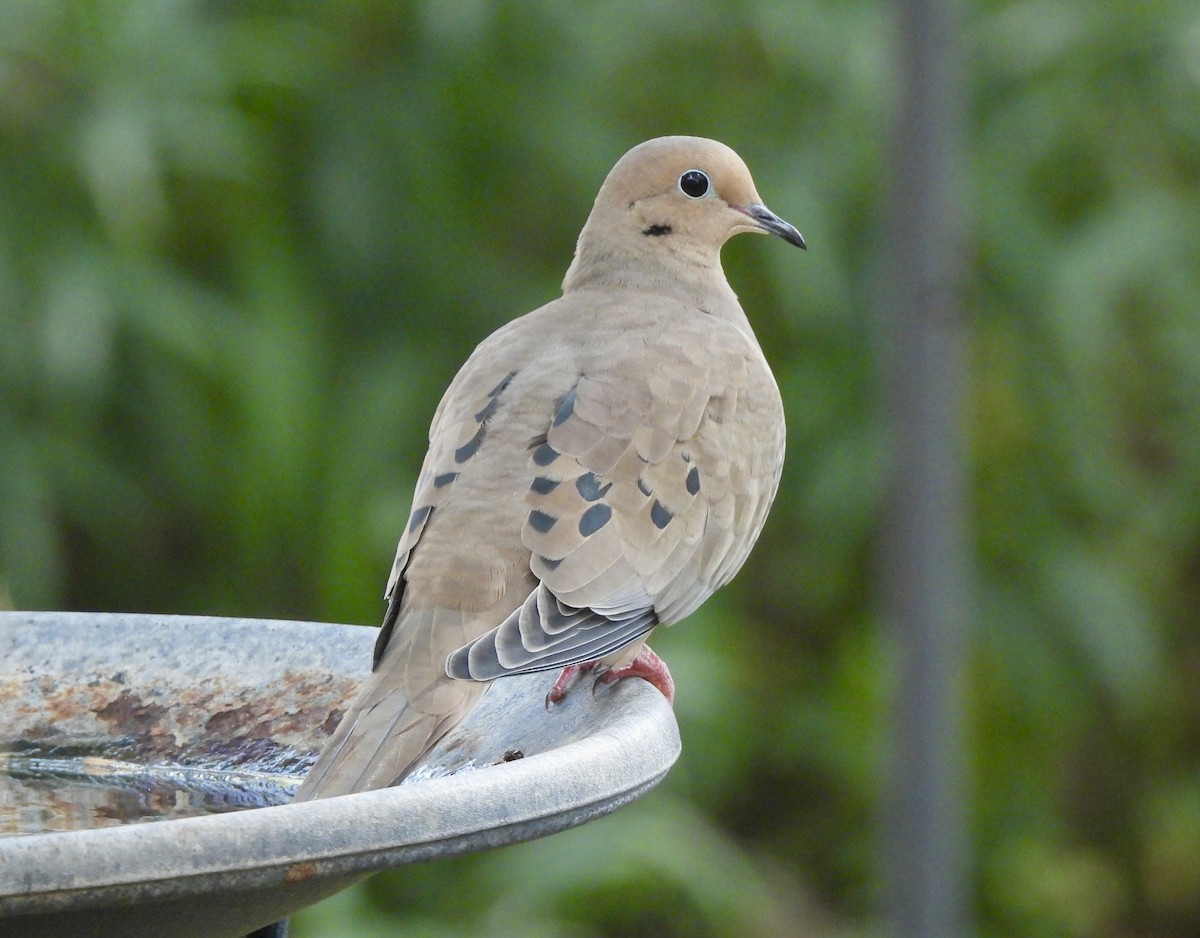 ナゲキバト - ML645629532