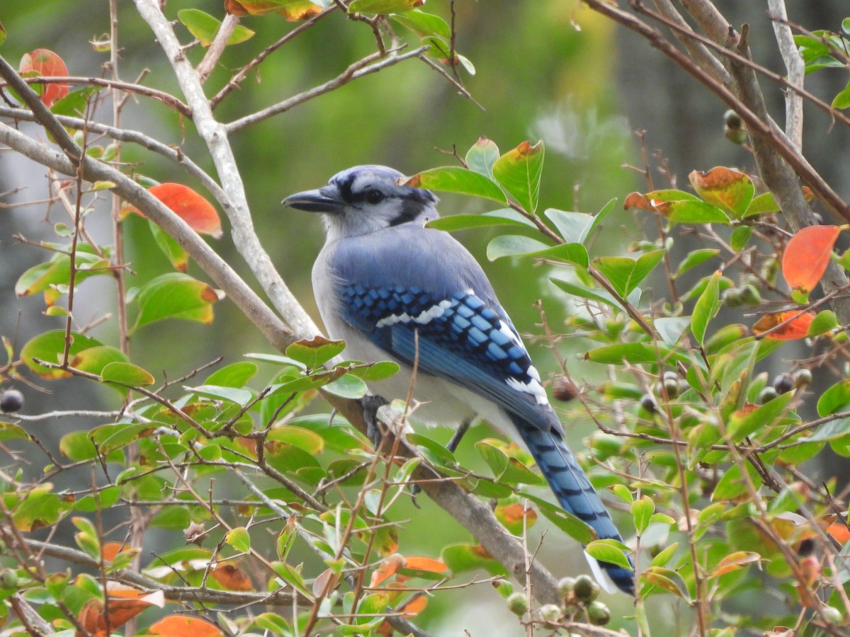 Blue Jay - ML645629539