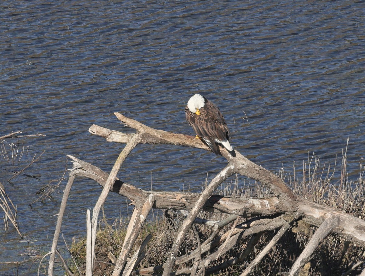 hvithodehavørn - ML645629540
