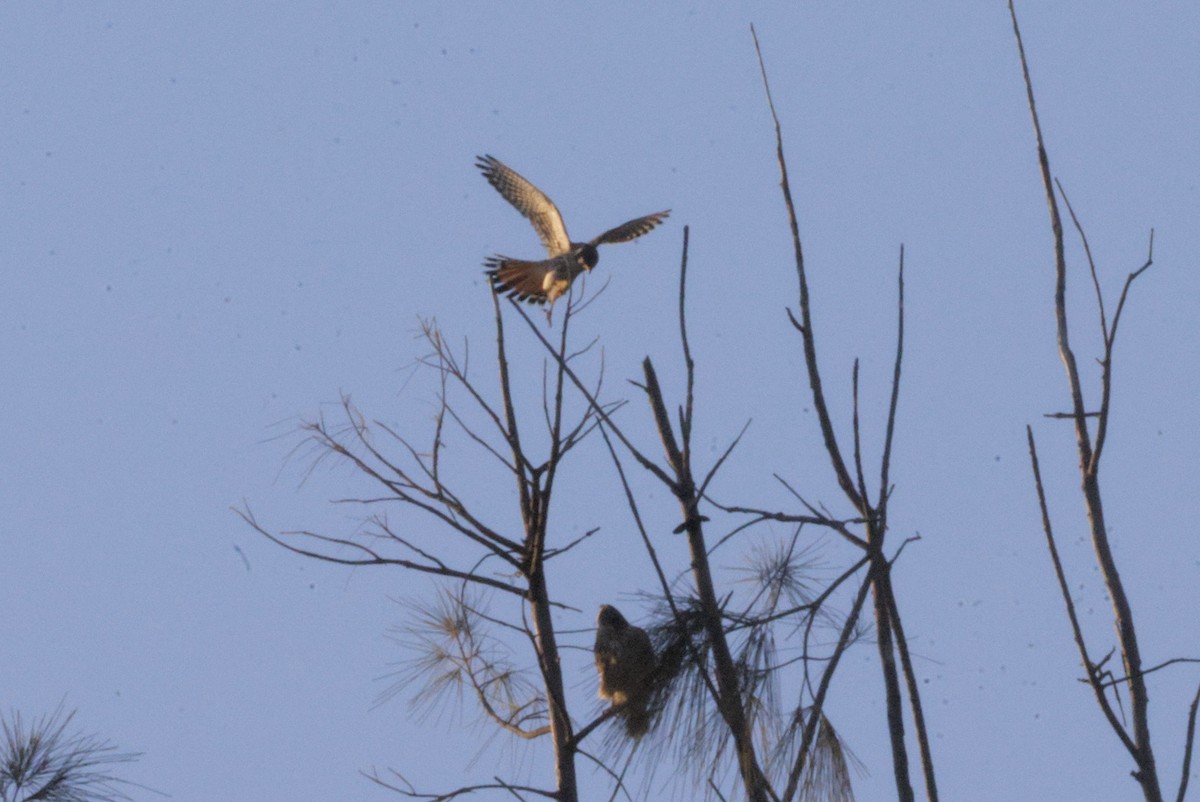 American Kestrel - ML645629543