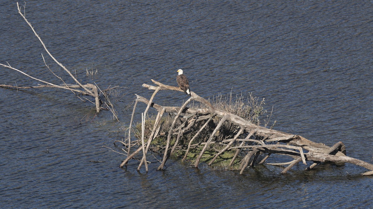 hvithodehavørn - ML645629544