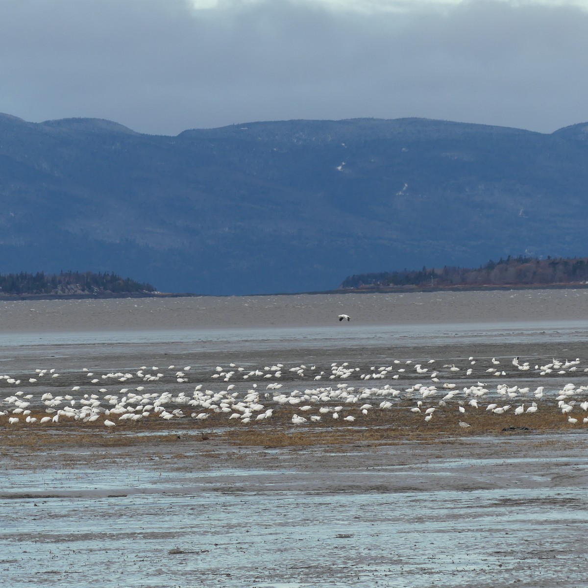 Snow Goose - ML645629549