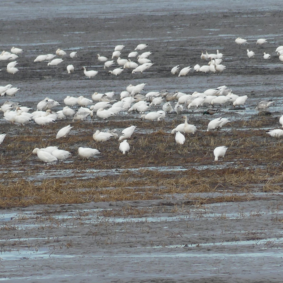 Snow Goose - ML645629550