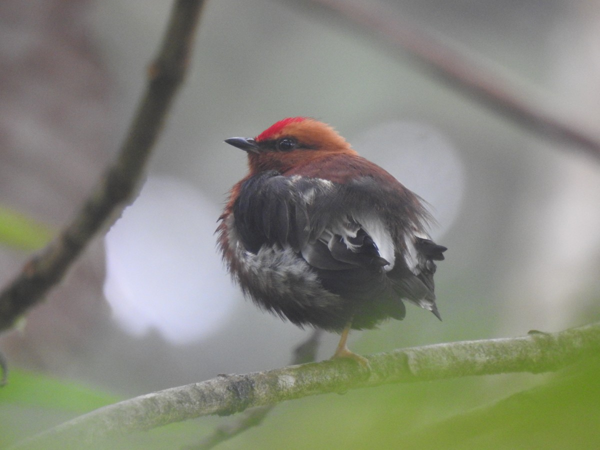 Club-winged Manakin - ML645629558