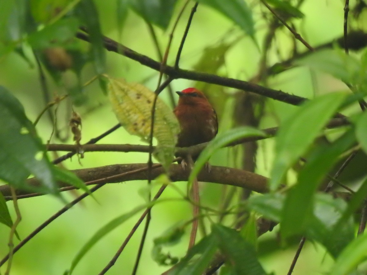Club-winged Manakin - ML645629561