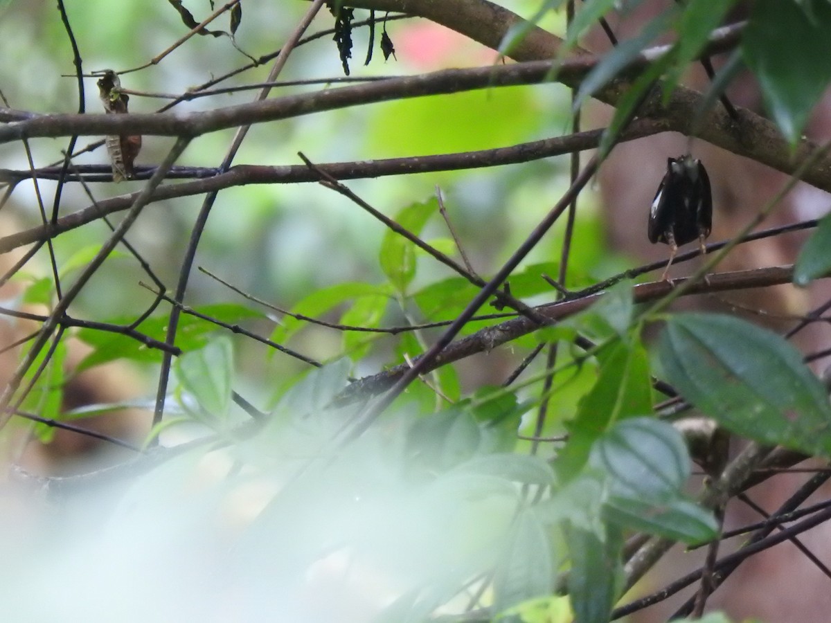 Club-winged Manakin - ML645629564