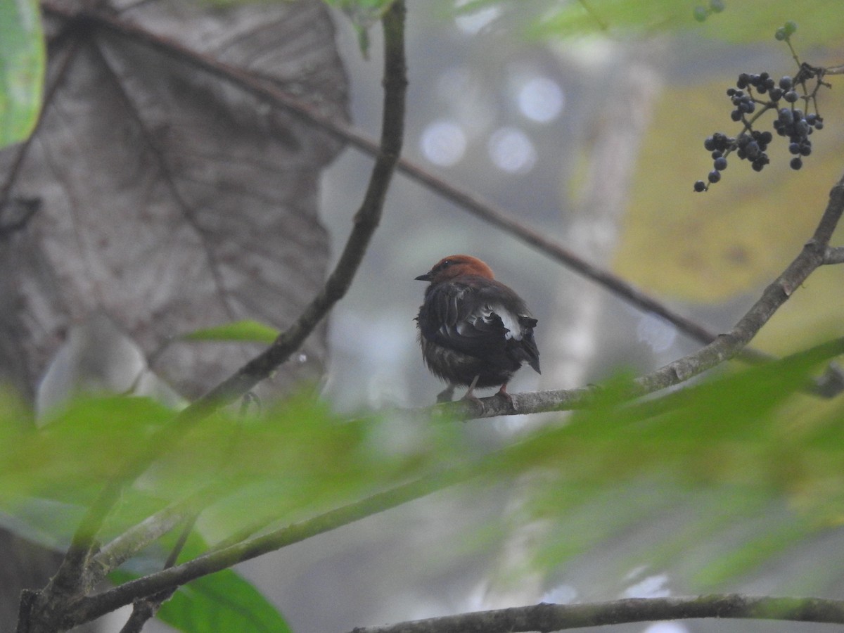 Club-winged Manakin - ML645629572