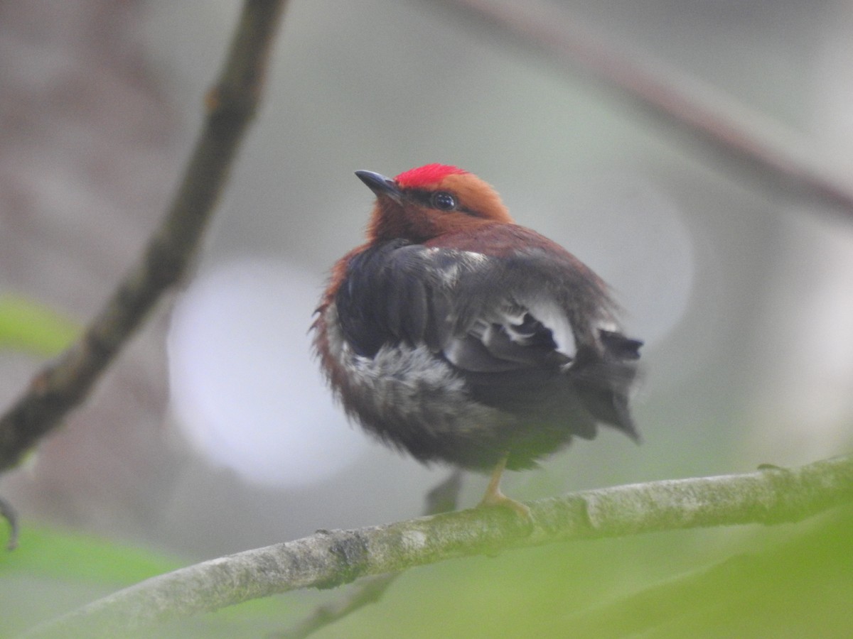 Club-winged Manakin - ML645629573