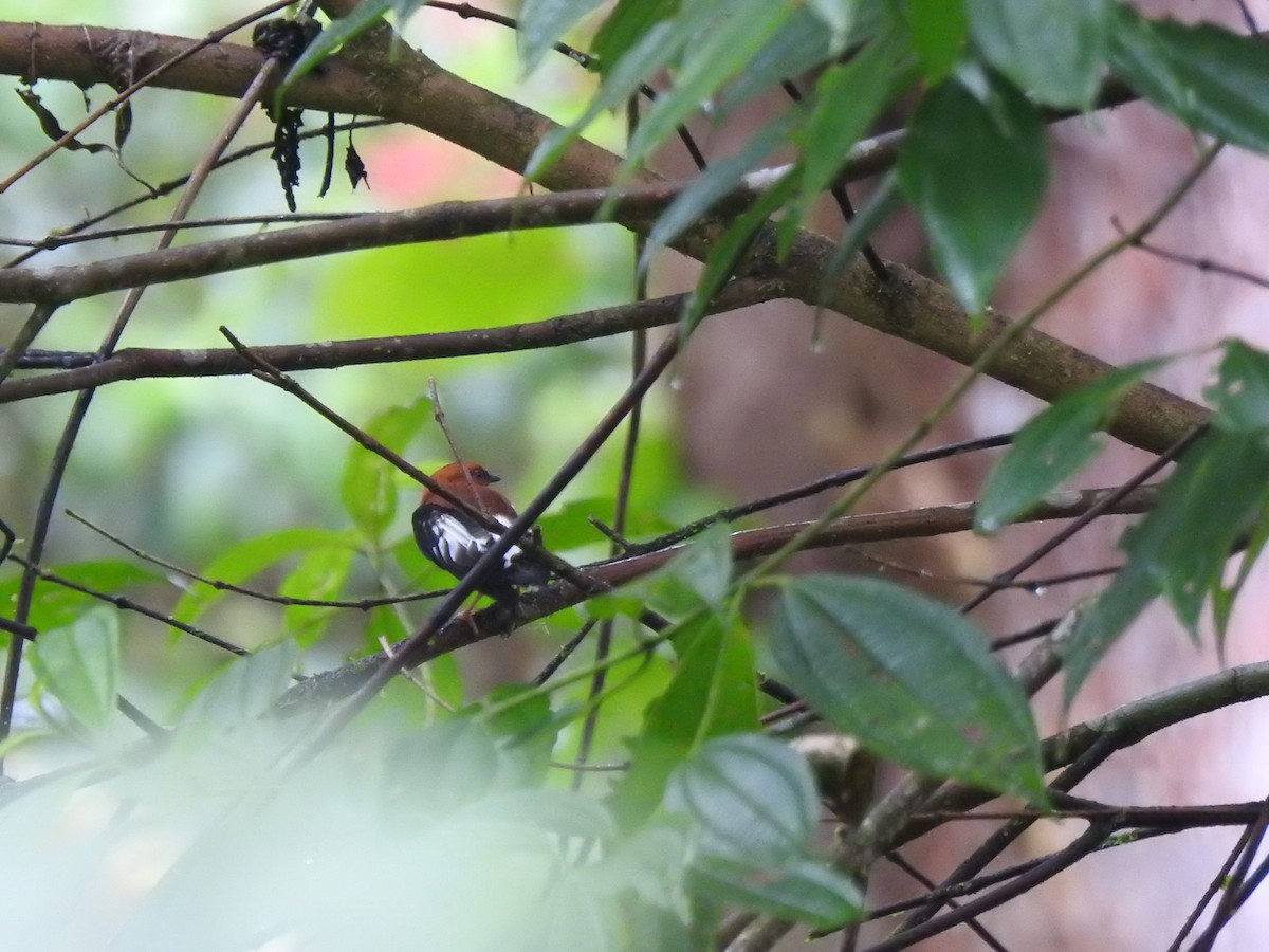 Club-winged Manakin - ML645629575