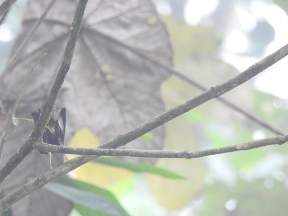 Club-winged Manakin - ML645629577