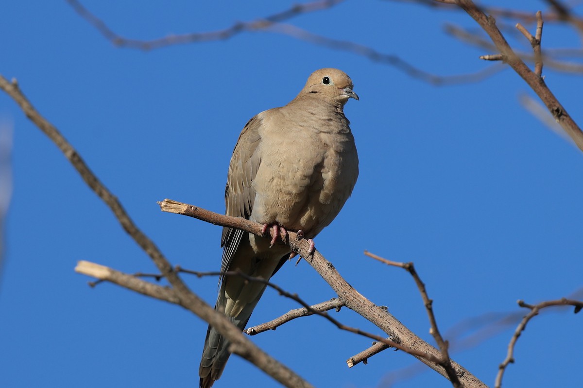 Mourning Dove - ML645629581