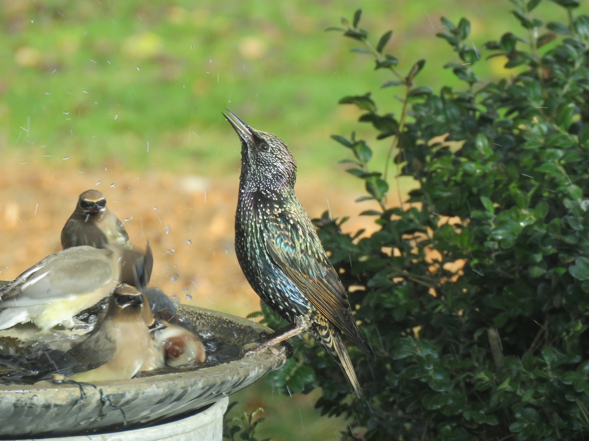 European Starling - ML645629583