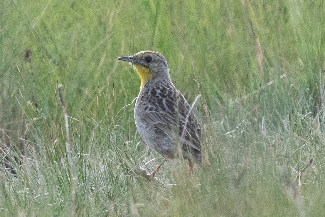 Yellow-breasted Pipit - ML645629590