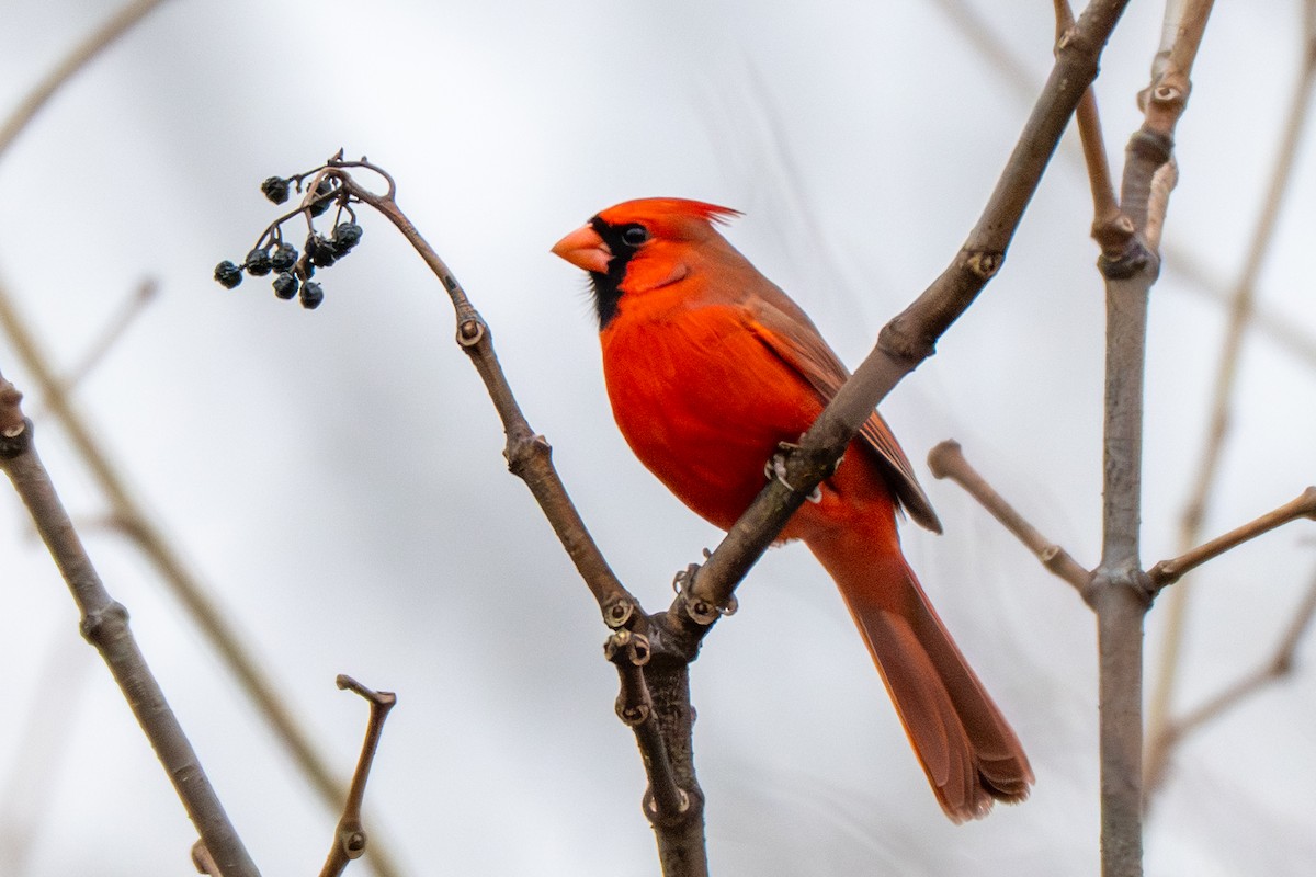 Northern Cardinal - ML645629592