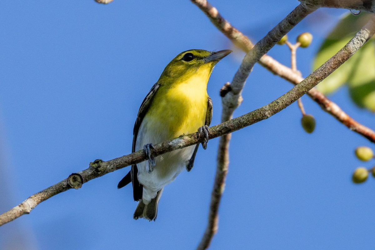 Yellow-throated Vireo - ML645629593