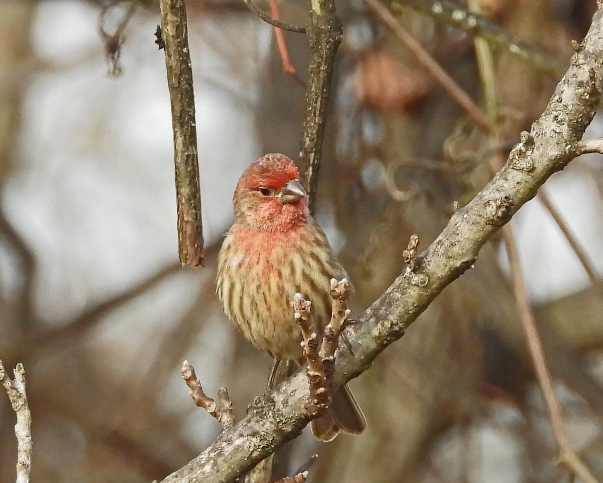 メキシコマシコ - ML645629621