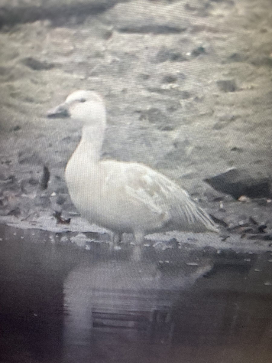 Snow Goose - ML645629623