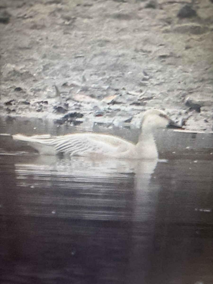 Snow Goose - ML645629624