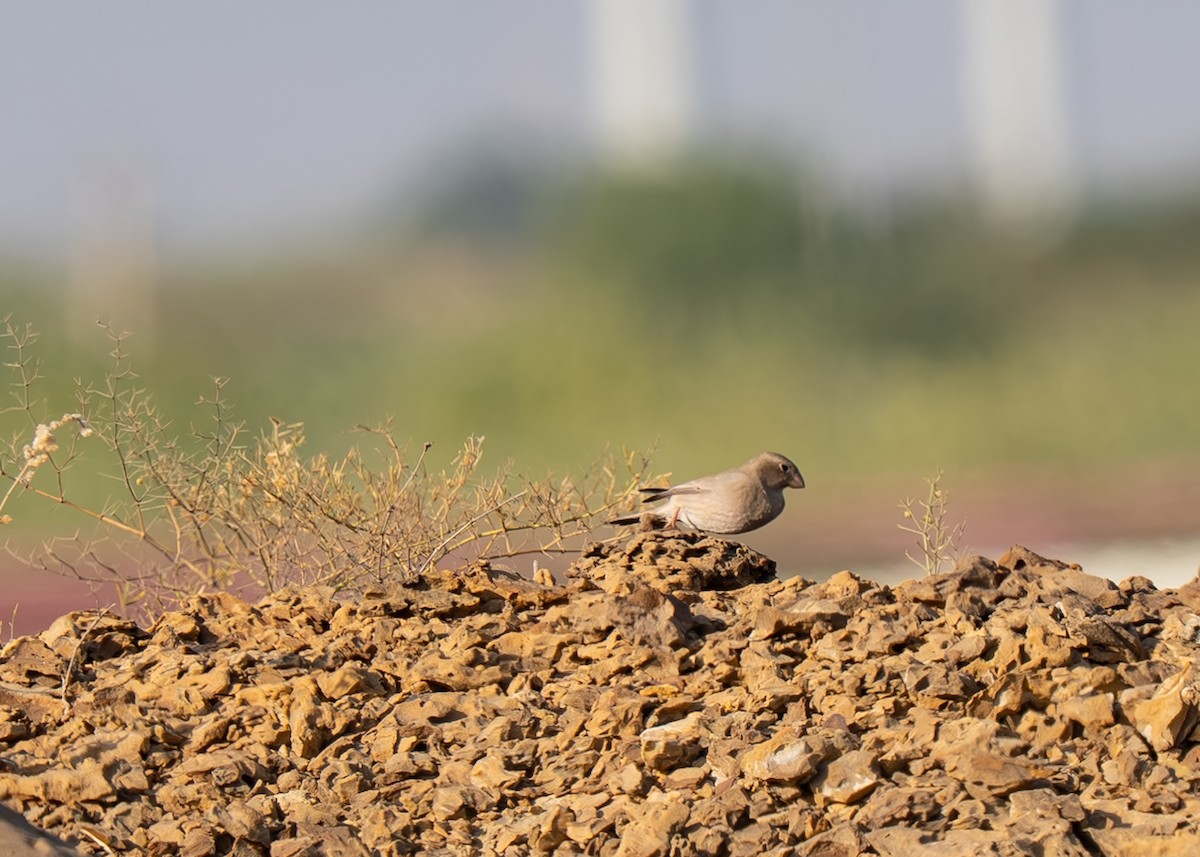 ナキマシコ - ML645629646