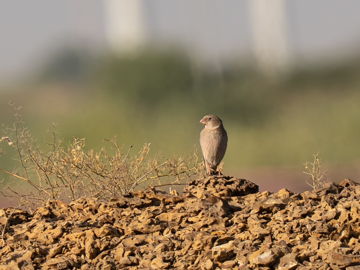 ナキマシコ - ML645629647