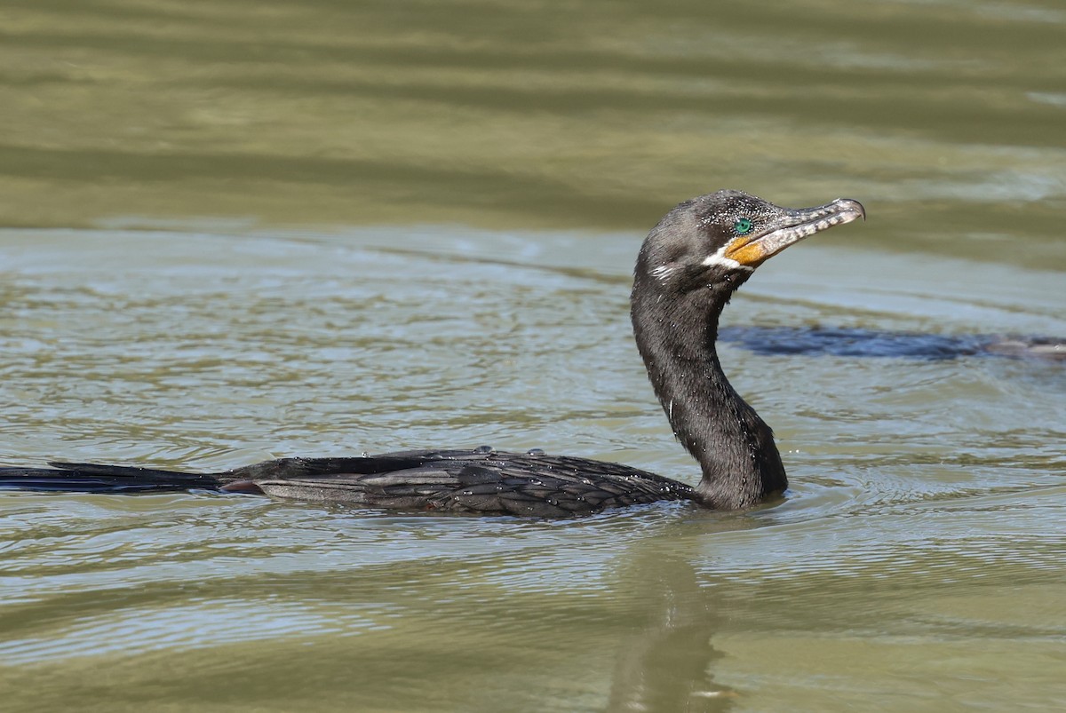 Neotropic Cormorant - ML645629650