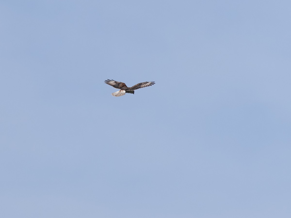 kongevåk - ML645629664