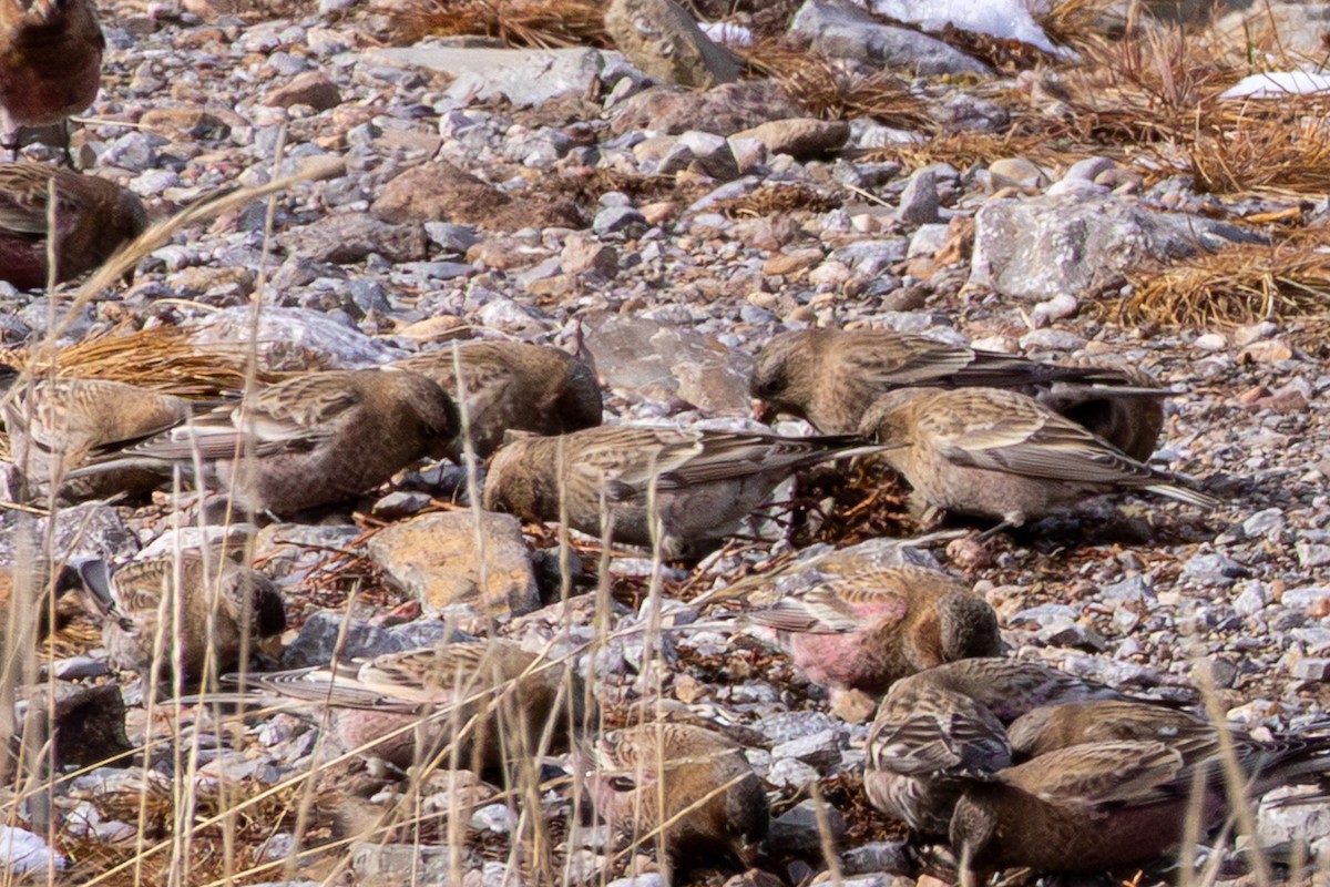 Brown-capped Rosy-Finch - ML645629665